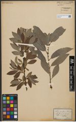 Foto von Salix L.